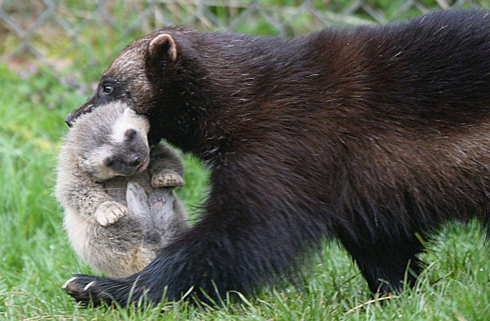 bedfordindependent.co.uk