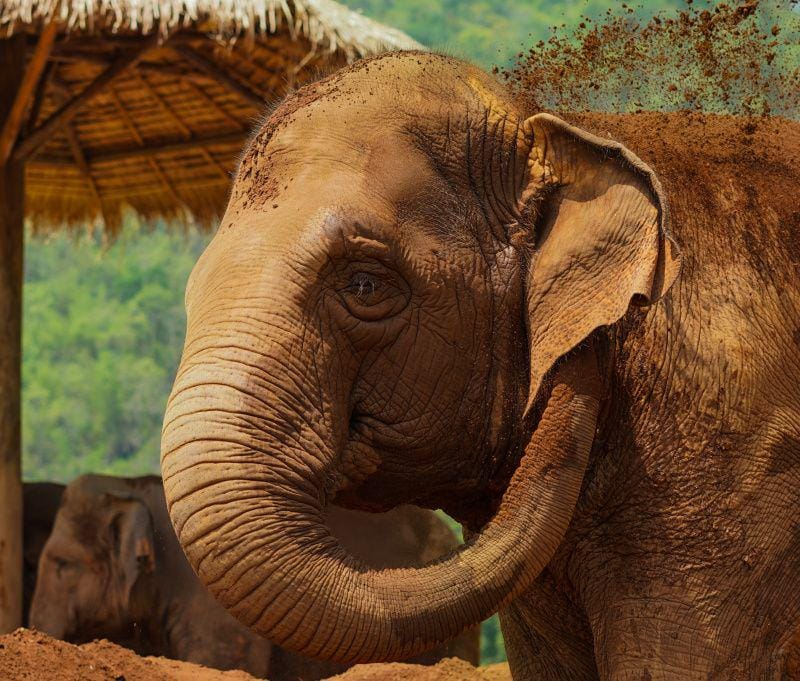 unsplash.com/Matthew Krizmanich