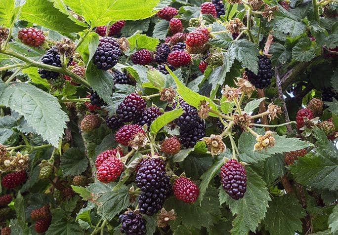 visitgreatoceanroad.org.au