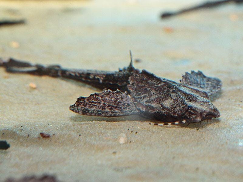 fishtanksandponds.co.uk