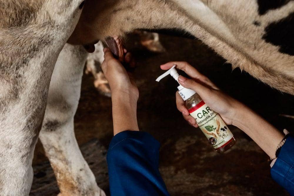 Produk antiseptik I-Care Undip Semarang