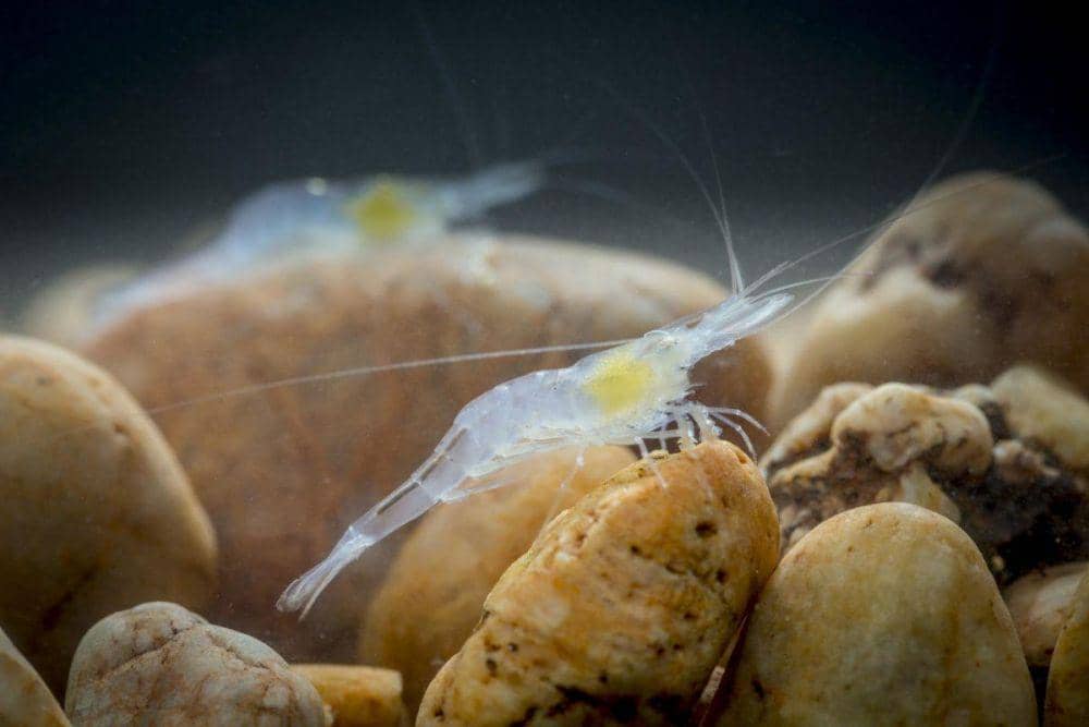 publicbroadcasting.net