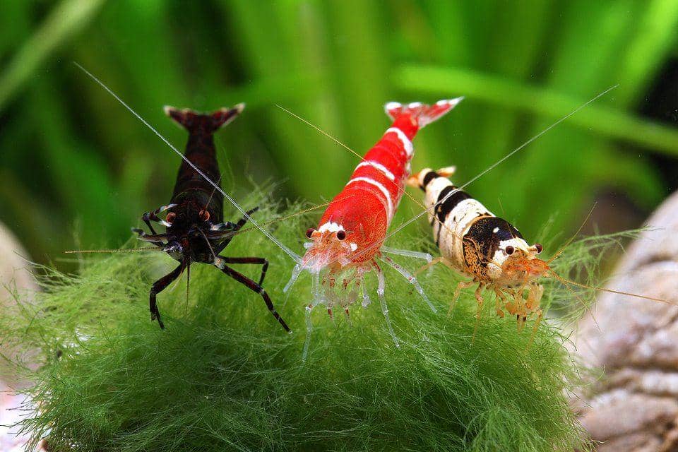 shrimpandsuch.wordpress.com