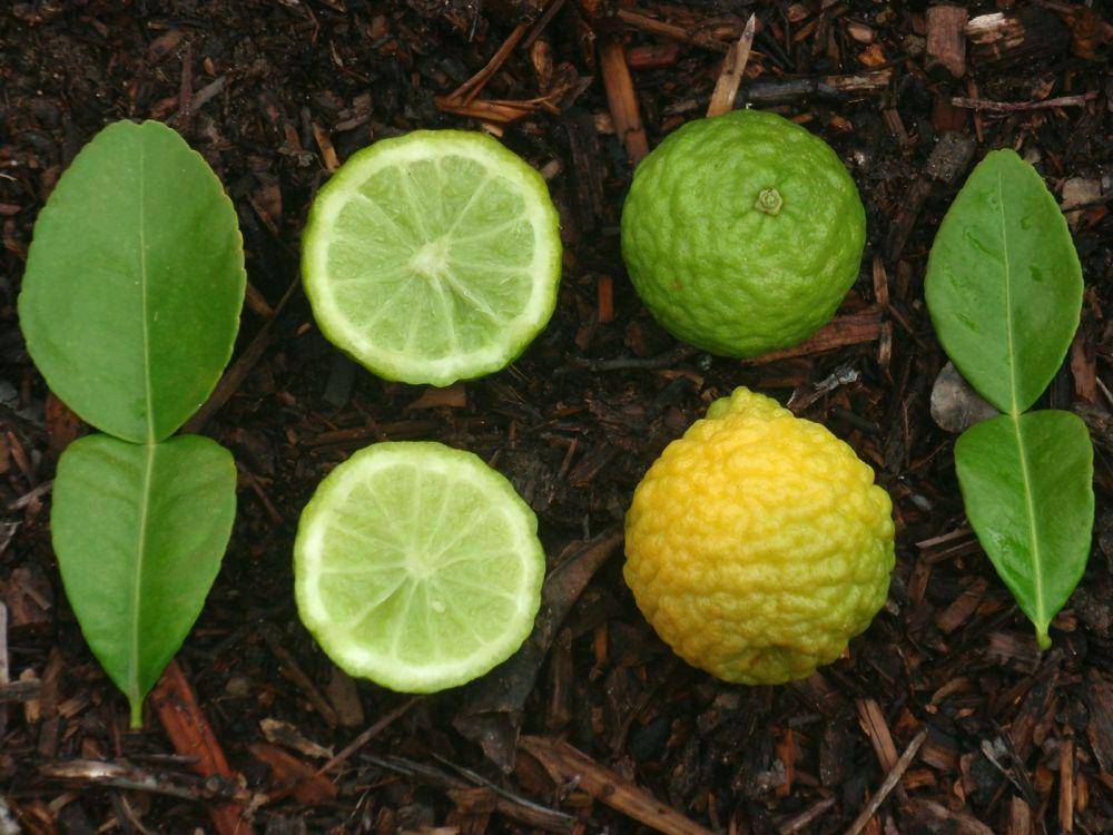 citruspages.free.fr
