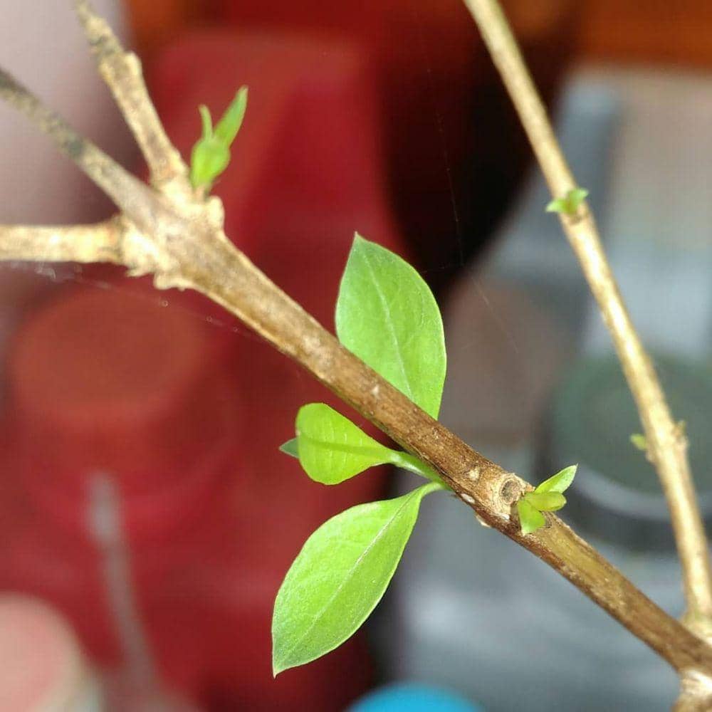 instagram.com/dianfadhilah