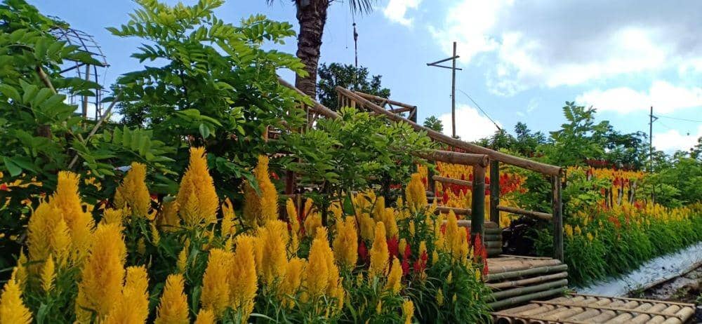 IDN Times/Beautiful Banyuwangi