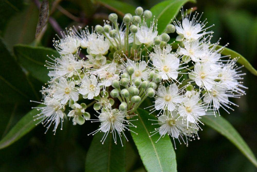 Puressentialoils.com