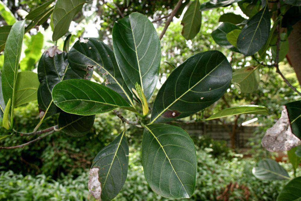 zimbabweflora.co.zw