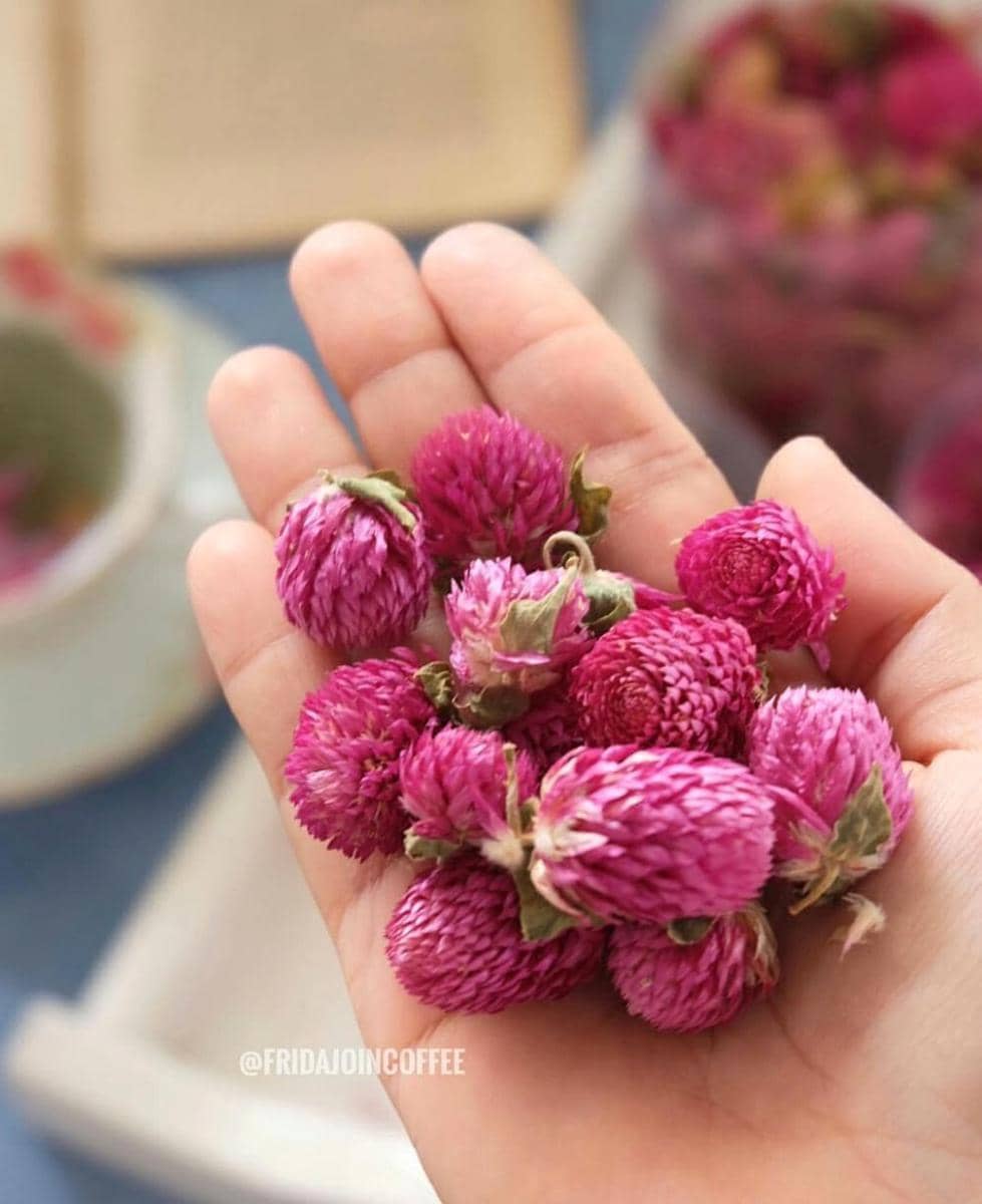 instagram.com/fridajoincoffee