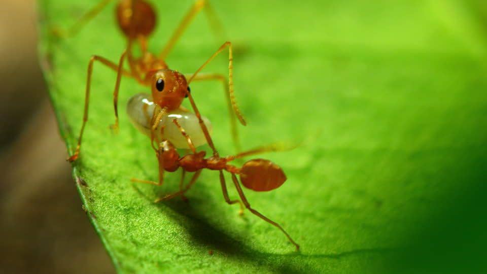 footage.framepool.com