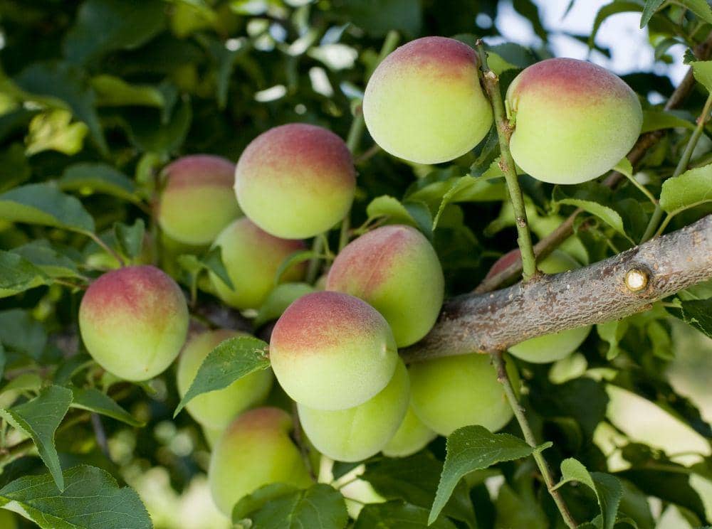 japan-brand.jnto.go.jp