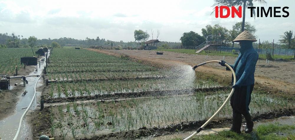Ilustrasi petani sedang menyiram air pada lahan pertanian. IDN Times/Daruwaskita