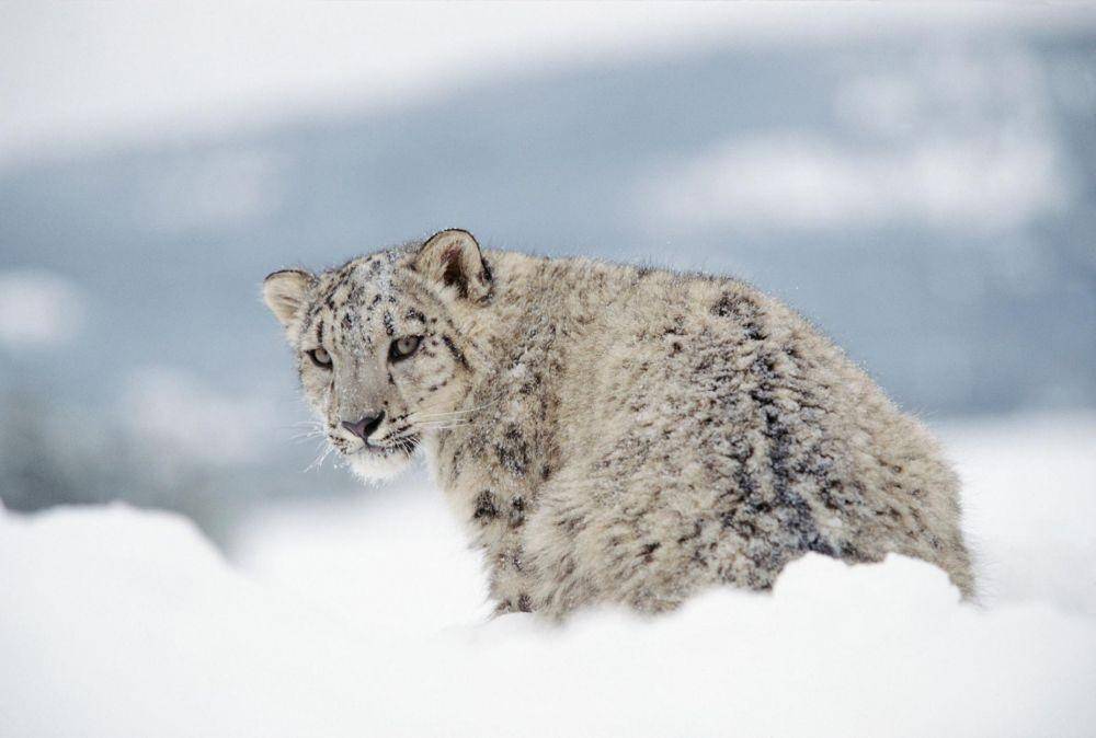 nationalgeographic.com