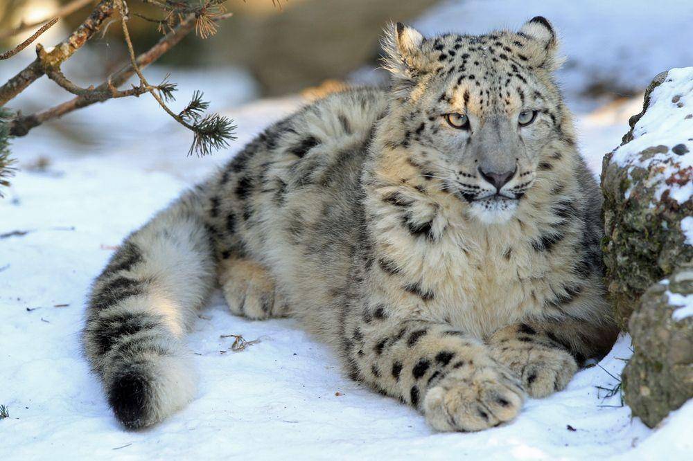 pinterest.ru