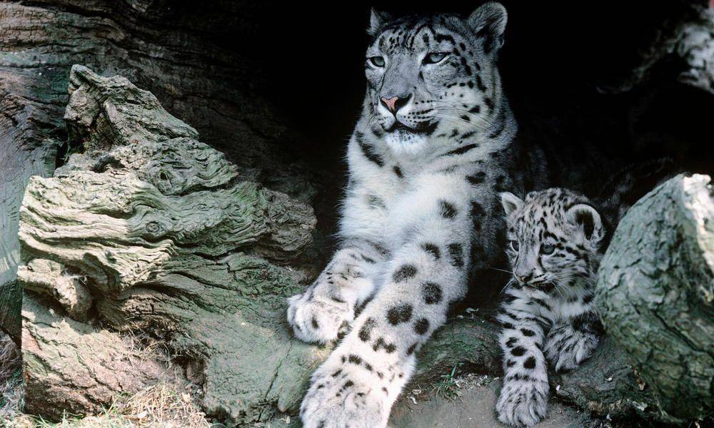 worldwildlife.org