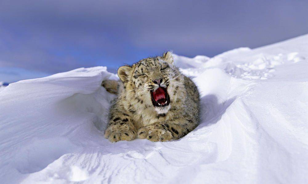 worldwildlife.org