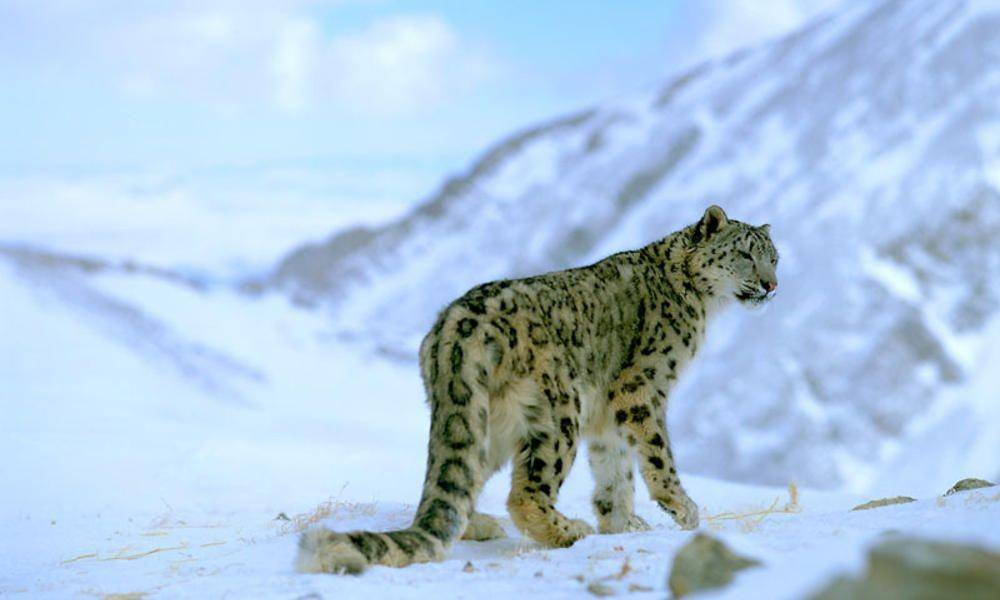 worldwildlife.org