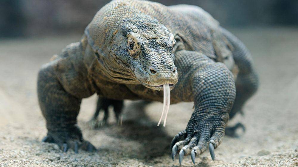 nationalgeographic.com