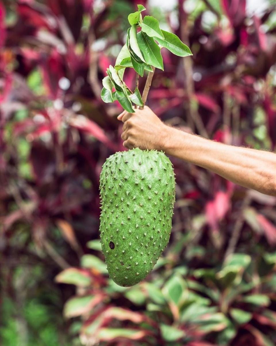 instagram.com/somni_hill_panama