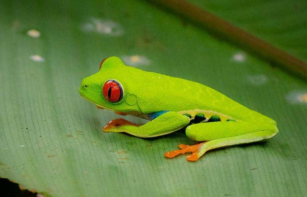 redeyedtreefrog.org