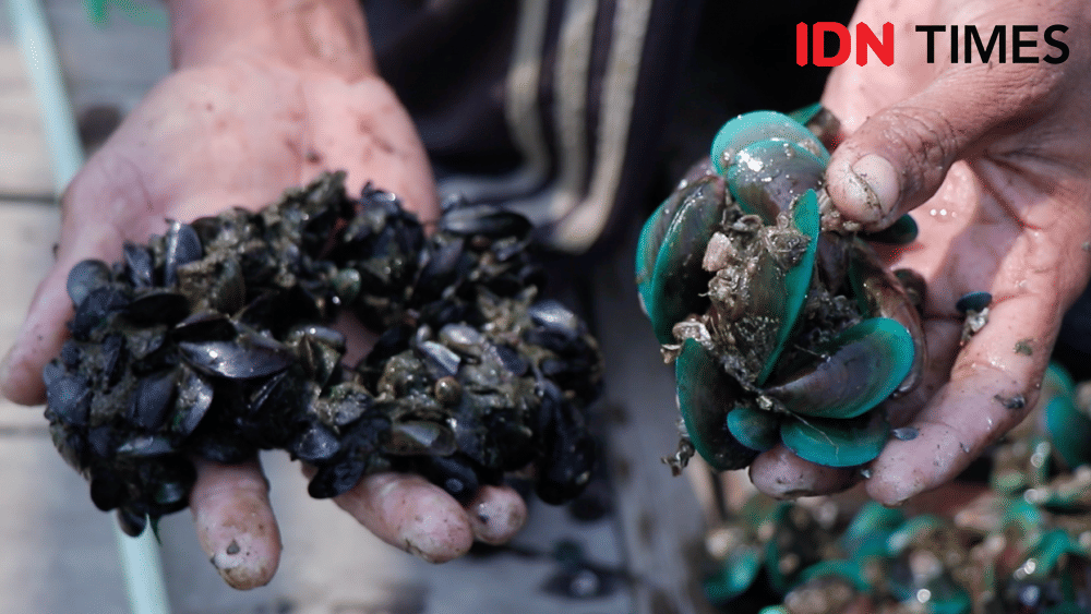 Potret kerang hijau yang sudah menghitam. Diduga akibat aktivitas reklamasi (IDN Times/Vanny El Rahman)