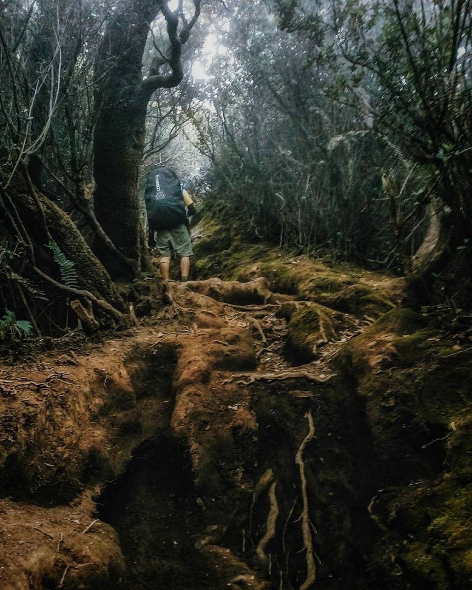 instagram.com/beardpacker