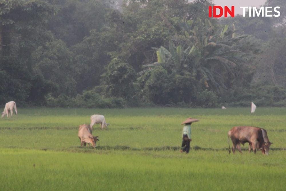 IDN Times/Muhamad Iqbal