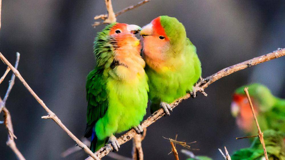 small-pets.lovetoknow.com