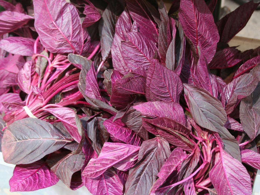 minnesota.cbslocal.com