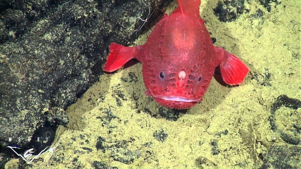 realmonstrosities.com