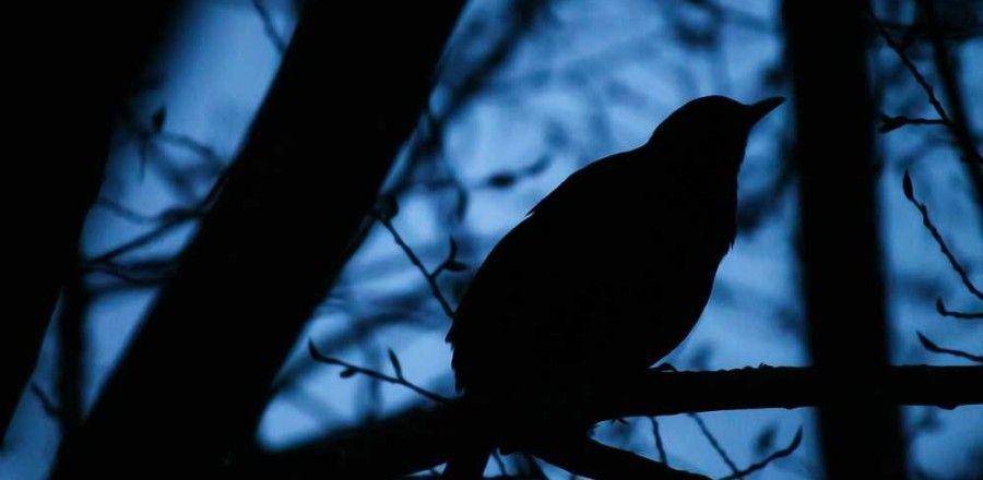 backyardbirdingblog.com