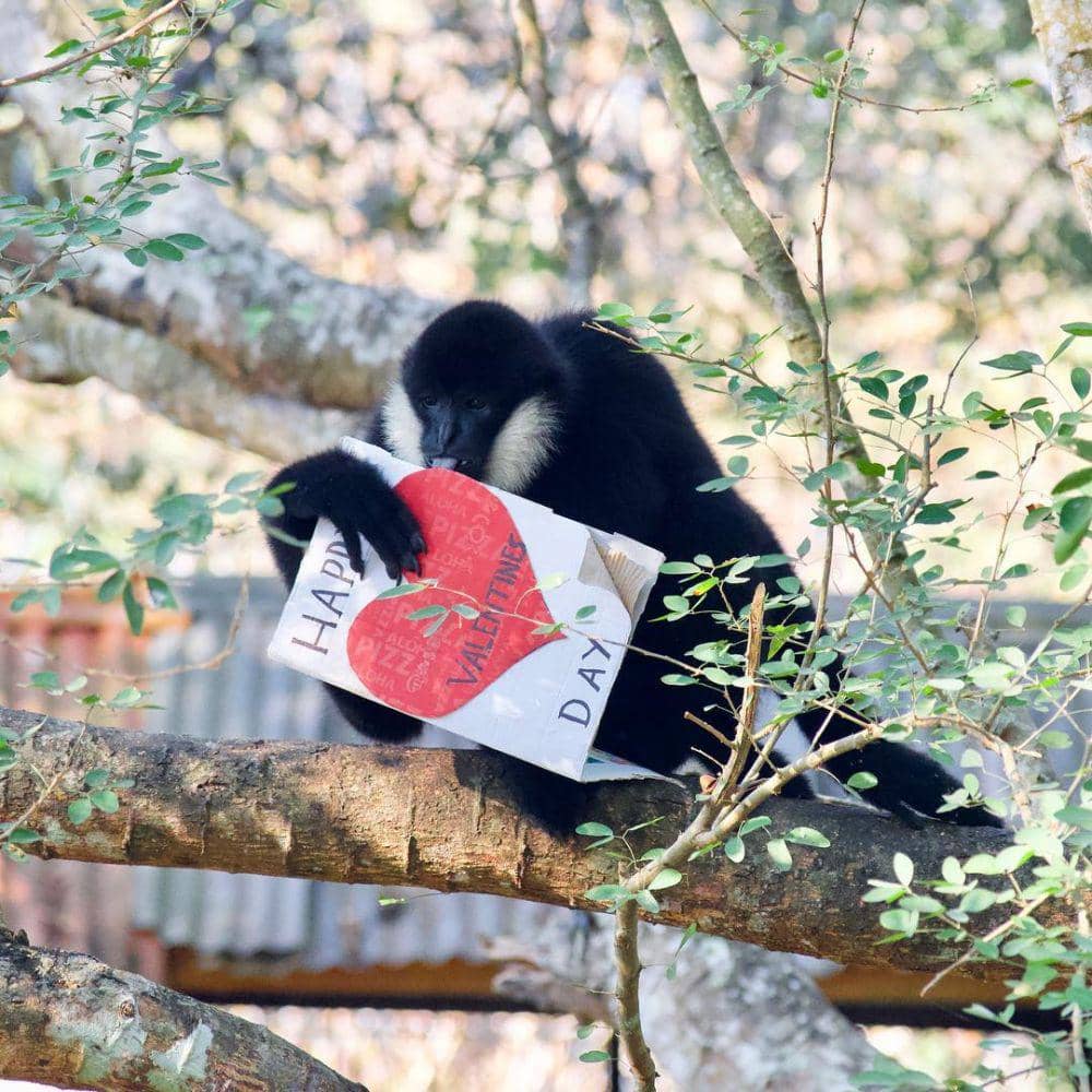 instagram.com/lctwildlife