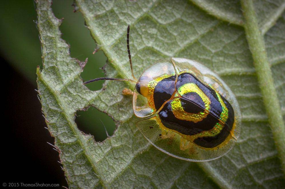 australiangeographic.com.au