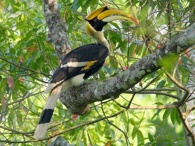 ebird.org