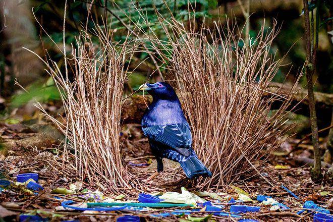 birdwatchingdaily.com