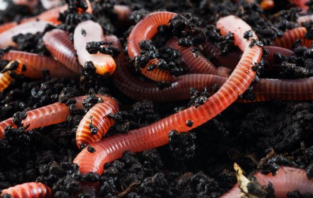 interestingfunfacts.com