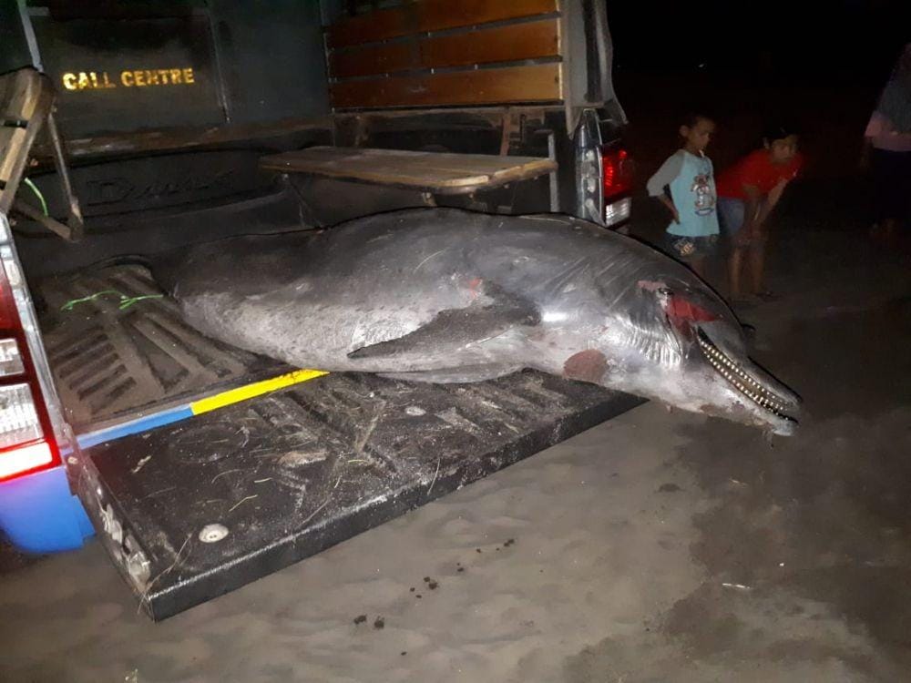 Dok.IDN Times/Istimewa