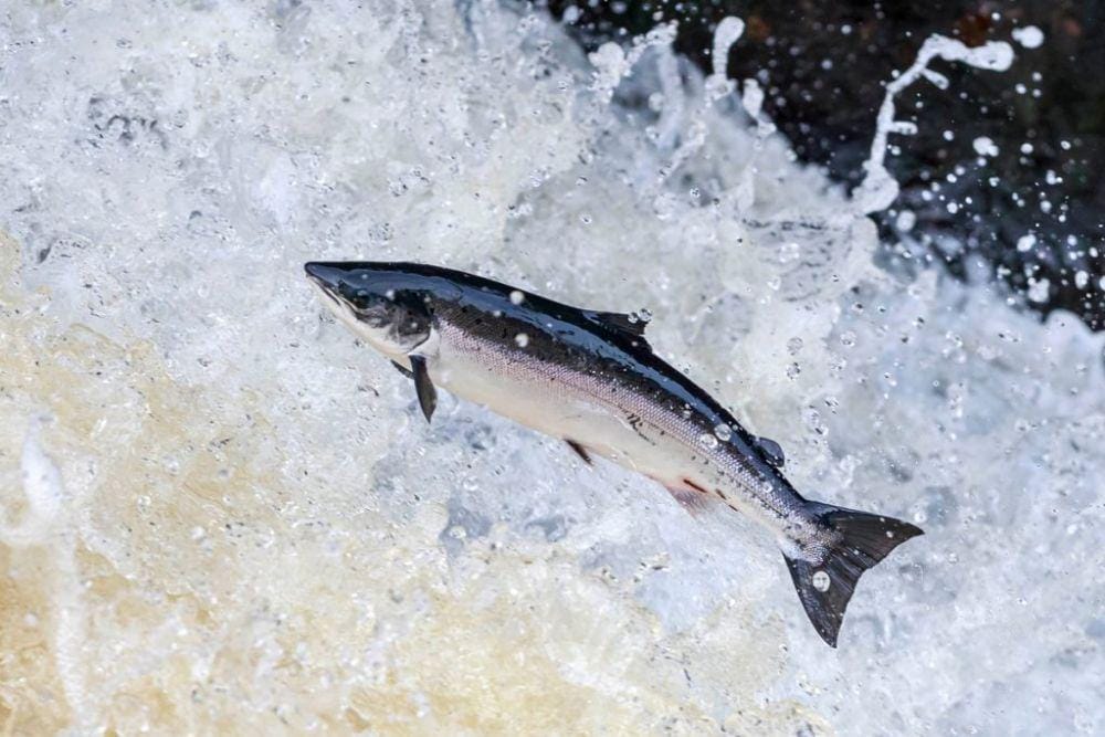 salmonwatchireland.ie