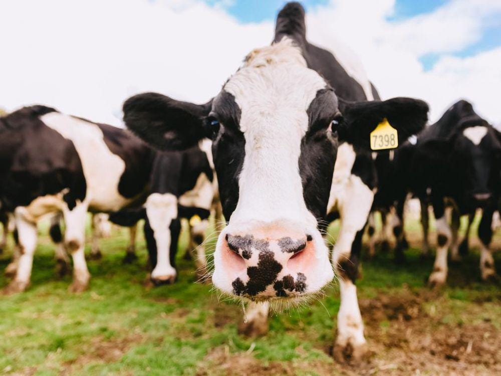 Price War/Chloe Smith