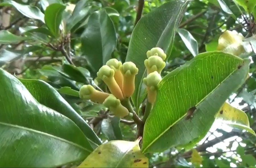 Dok.IDN Times/Istimewa