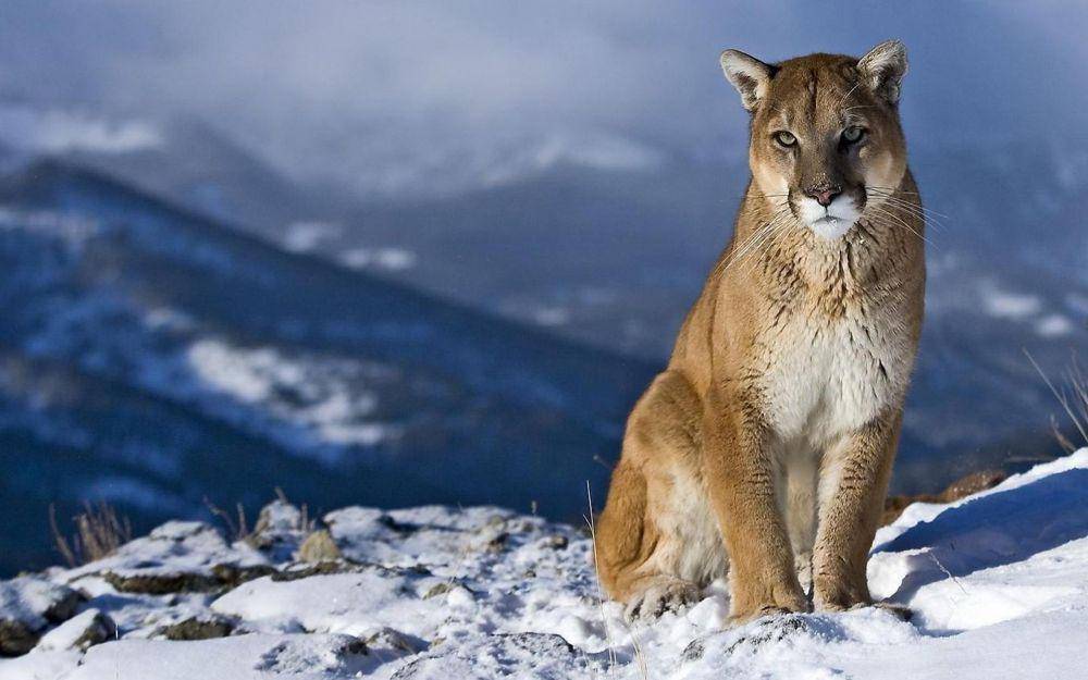 montanaoutdoor.com