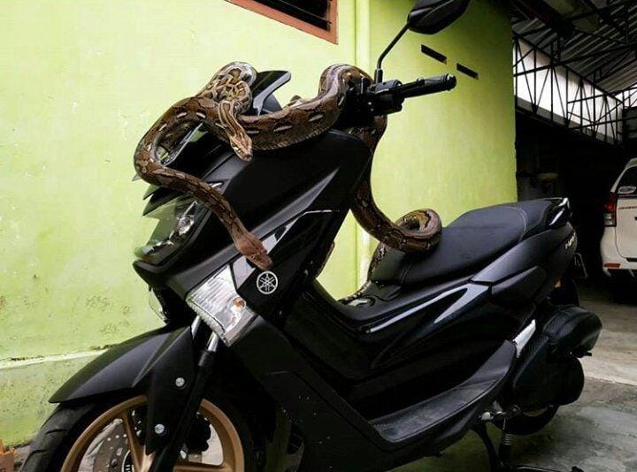 Twitter.com/Fenosaurus