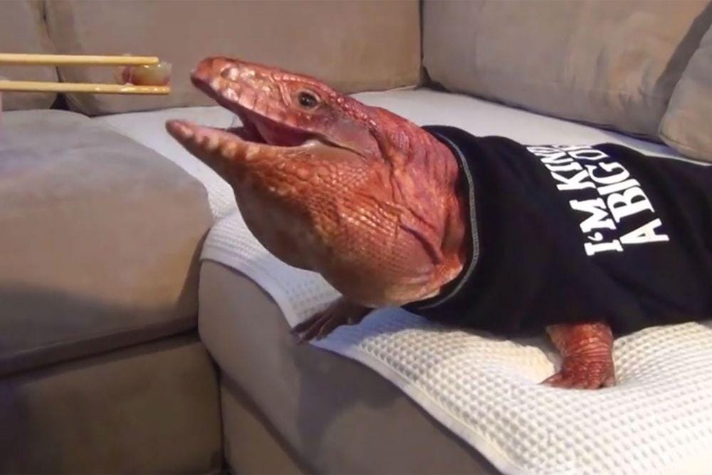 Instagram.com/macgyverlizard