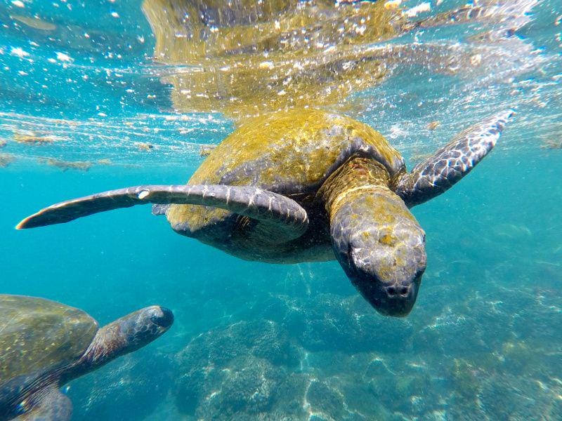 unsplash.com/Magdalena Kula Manchee