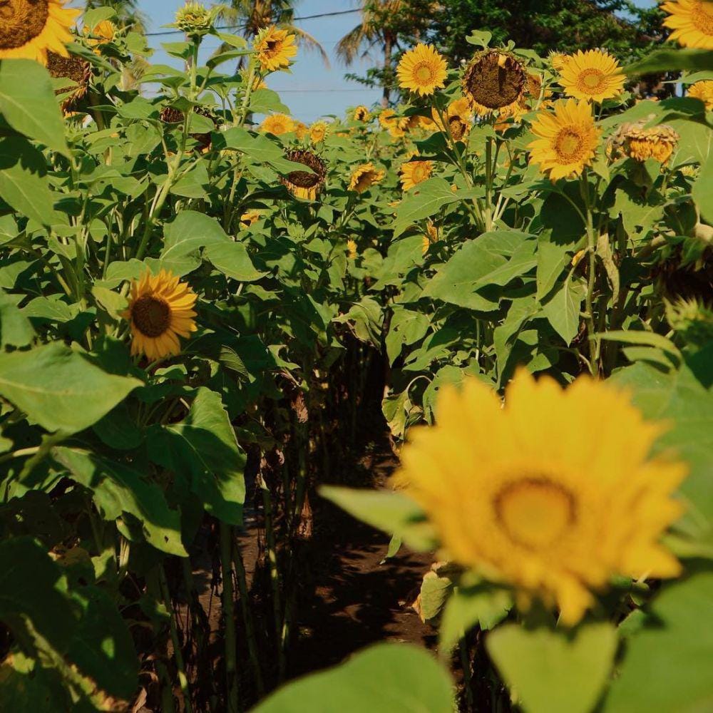 instagram.com/devatari