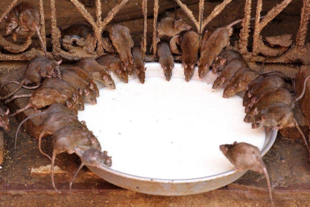 ayurvedajournals.com