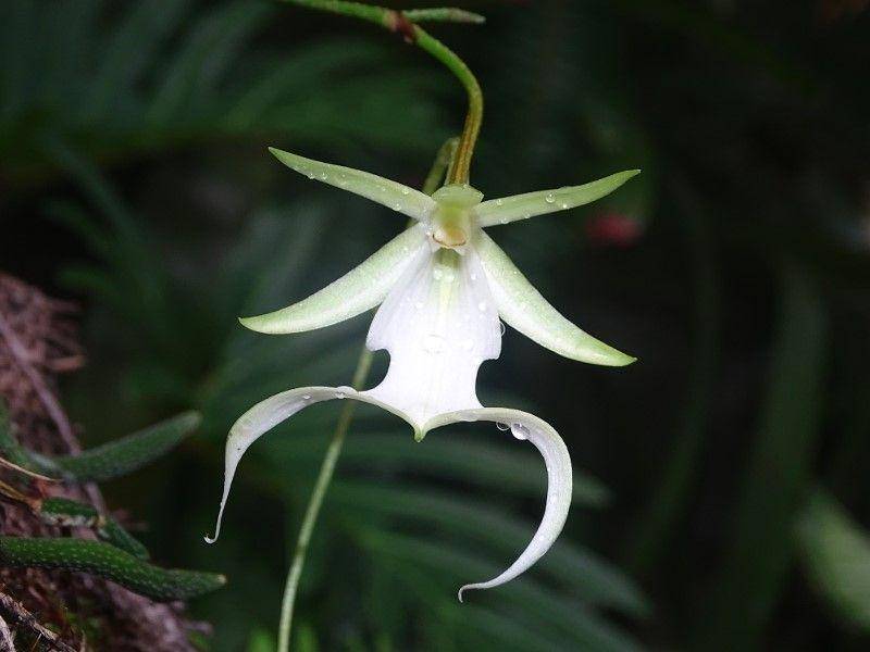 floridamuseum.ufl.edu