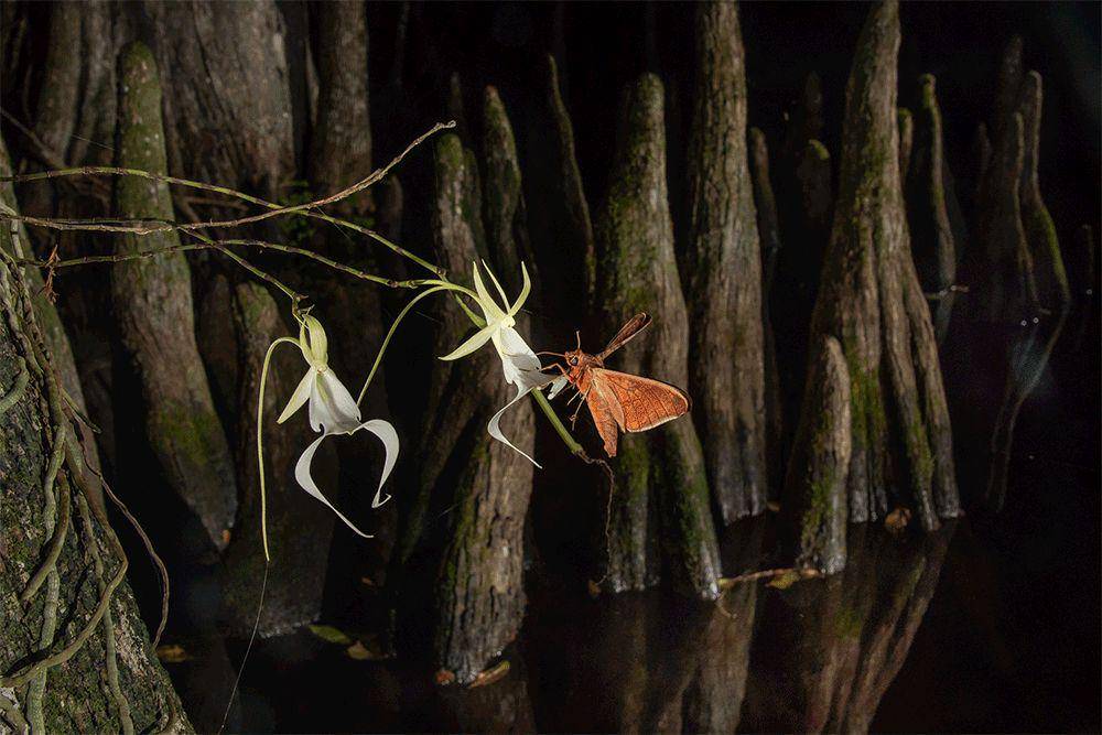 nationalgeographic.com