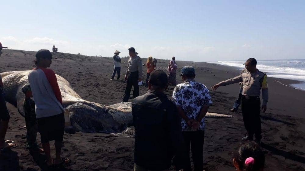 Dok.IDN Times/Istimewa