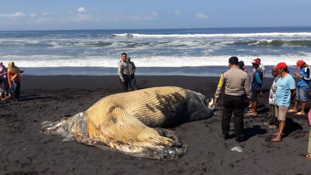 Dok.IDN Times/Istimewa